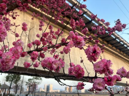 春信至 梅花香图1 春信至 梅花香图1